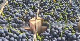 Świeże winogrona z Mołdawii. Posiadamy 900–1000 ton świeżych winogron