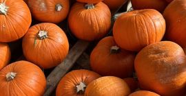 Zucche di Halloween 2026 Forniamo zucche coltivate nei nostri