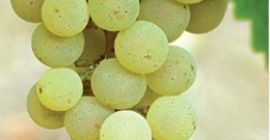 Sprzedaję włoskie winogrona Riesling i Župljanka. Numer kontaktowy [numer