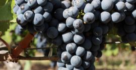 Sprzedaję Cabernet Sauvignon (winogrona) – Jakość Premium