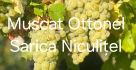 Winogrona na sprzedaż z winnicy Sarica Niculițel