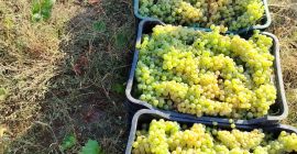 Winogrona do wina i winogrona deserowe bezpośrednio od producenta