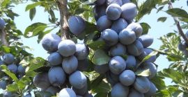 Продавам сини сливи на 0,2 евро цента, за хора