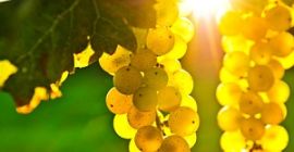 Sprzedaję winogrona – odmiany Pamid, Cabernet Sauvignon, Muscat Ottonel,