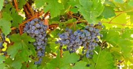Szeksz&aacute;rdi borvid&eacute;ken termett Cabernet sauvignon &eacute;s Merlot szőlő elad&oacute;.