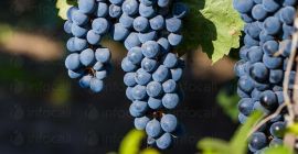 Producent. Sprzedaję winogrona – odmiany Pamid i Cabernet Sauvignon.