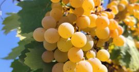 Organiczne białe winogrona odmiany Malvasia sprzedawane są w cenie