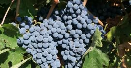 Cabernet Sauvignon