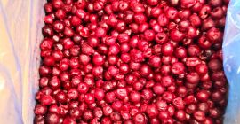 Deep frozen sour cherry pitted, 10kg cardboard box packaging