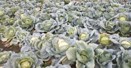 Продавам зеле Балкан село Петърч