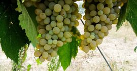 SI VENDE UVA DA VINO ZONA BENEVENTO, VARIETÀ DISPONIBILI: