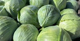 We offer white cabbage in industrial or market size.
