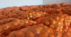 Oferujemy cebulę żółtą. Worki 10/15 kg. Dostarczamy ją własnym