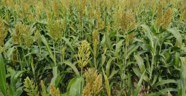 Dzień dobry, sprzedam 17 hektarów SORGO - na zielonkę