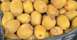 Świeże kiwi Hayward – Hurt Świeże, lokalnie uprawiane kiwi