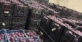 Sprzedam 10 ton prezydenta , towar zerwany chłodzony sztywny
