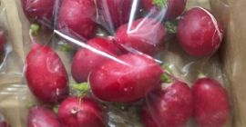 Sprzedam rzodkiewkę w luzie , pakowaną w skrzynkach po
