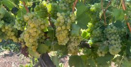 Winogrona na sprzedaż bezpośrednio od producenta w Ostrov, w