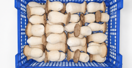 Świeże boczniaki królewskie (eryngii) – bezpośrednio od producenta. Podana