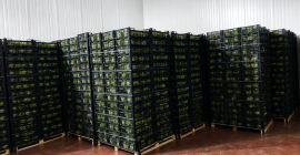 Fresh Iceberg Lettuce We work directly with farmers and