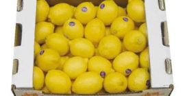 Goicha Company offers fresh lemons of Azerbaijani origin for