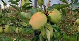 We offer apples Red Prince, Golden and other varietes.
