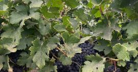 Vând struguri din soiul Merlot Frumoși, dulci și bine