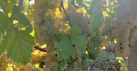Struguri pentru vin de vanzare in&nbsp;podgoria Dragasani De vanzare