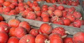 Sprzedam dynię Hokkaido odmiany FlexiKuri Ilość około 70 ton
