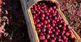 Sprzedam żurawinę wielkoowocową, z plantacji, w hurcie 20 zł/kg,
