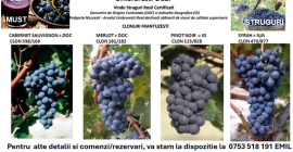 Winogrona z francuskich klonów, idealne do produkcji wysokiej jakości