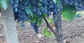 Winogrona deserowe Black Pearl