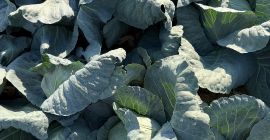 Vand varza cantitati mari,3-5 kg,ideala pentru murat,asiguram transport pentru