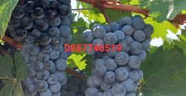 Winogrona Cabernet Sauvignon i Rkatsiteli. Okręg Płowdiw, z Matenicą,