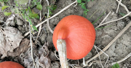 Witam, mam na sprzedaż dynie odmiany Hokkaido | Red