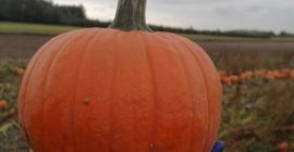 Sprzedam dynie Halloween kaliber 1-10 Spitfire Gomez Racer Alladdin.