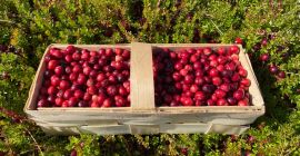 Witam. Posiadam na sprzedaż żurawinę wielkoowocową. Cena detaliczna 25zł