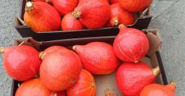 Gatunek dyni: Hokkaido Ilość: do 50 ton, możliwy odbiór