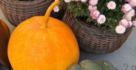 Sprzedam dynię zwyczajną jadalna, hokaido, halloweenową i ozdobną. Zapraszam