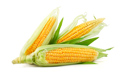 Produkcja kukurydzy 2023