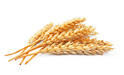 Zajmujemy się sprzedażą pszenicy (kontrakty walutowe) na eksport: -bieg