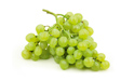 Organiczne winogrona do wina odmian Cagnina, Albana, Barbera i